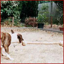 Buster and his rope dog toy
